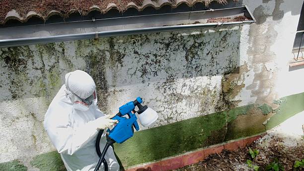 Top rated local Basement Mold Removal specialists in Martinsburg, PA